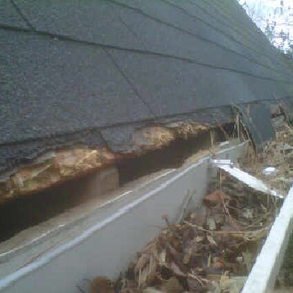 Raccoon Damage on Roof