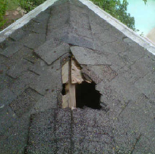 Raccoon Damage to Roof